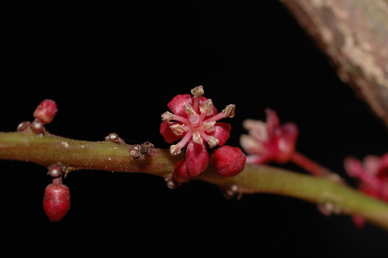 Представитель Семейства Pandaceae